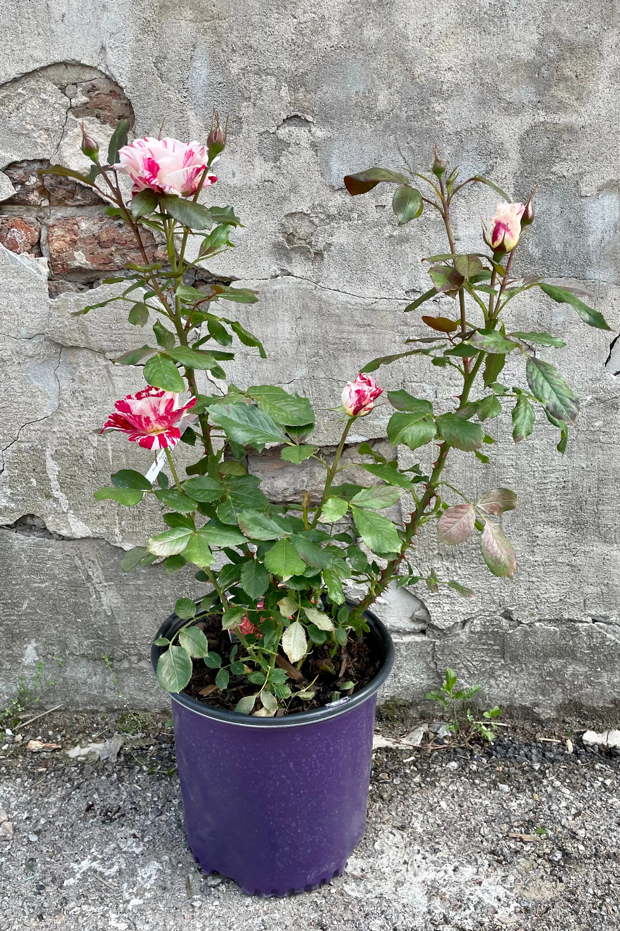 Rosa 'Avant Garde' #3