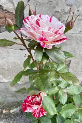 Rosa 'Avant Garde' #3